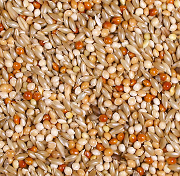 JR מזון לתוכים קטנים (בודג'יריגר) 1 ק"ג (8395) – תמונה 2