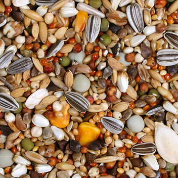 JR מזון לתוכים גדולים 1 ק"ג (8400) – תמונה 2