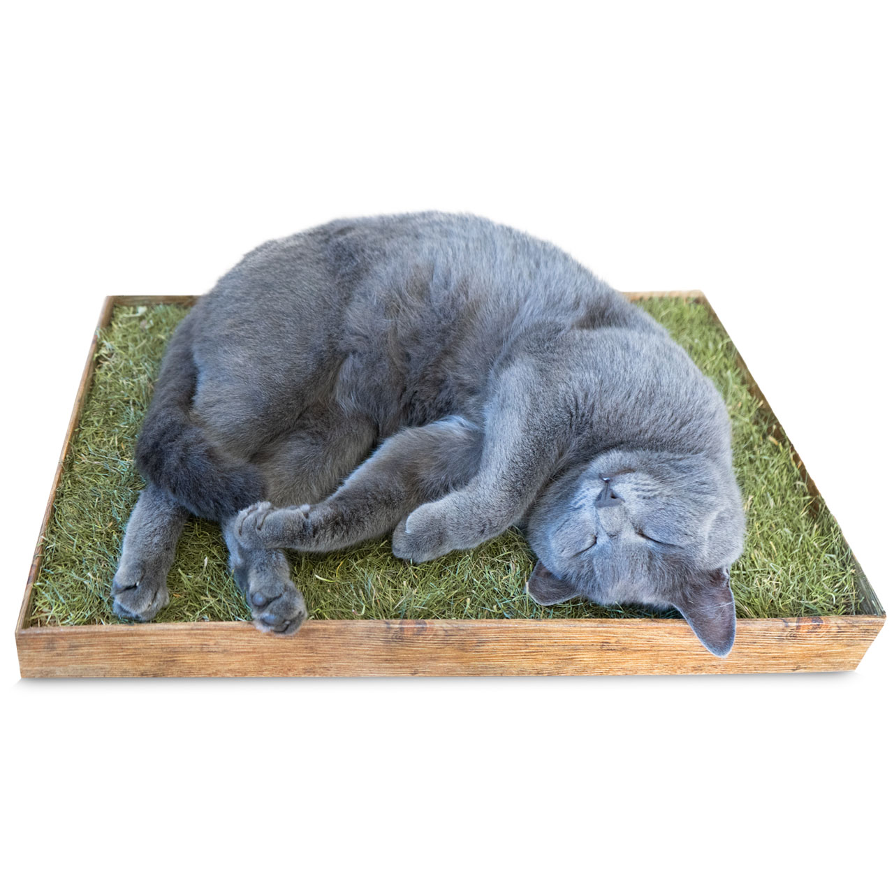 JR חתול – פיסת טבע עם דשא מרגיע 100 גרם (19236) – תמונה 4